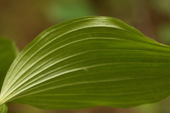 Cypripedium calceolus