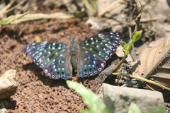 Dichorragia nesimachus