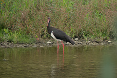 Ciconia nigra