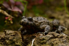 Bombina variegata