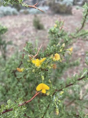 Adesmia confusa