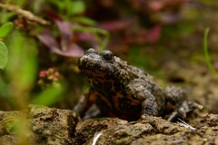 Bombina variegata