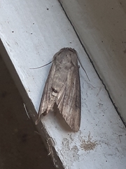 Agrotis ipsilon