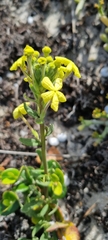 Lyperia lychnidea