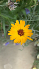 Coreopsis basalis