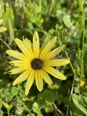 Arctotheca calendula