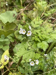 Euphrasia officinalis