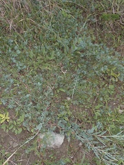 Juniperus horizontalis