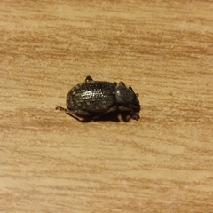 Otiorhynchus cribricollis