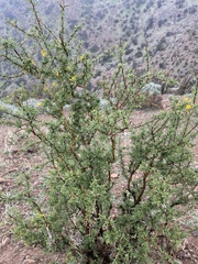 Adesmia confusa