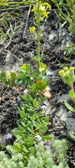 Lyperia lychnidea
