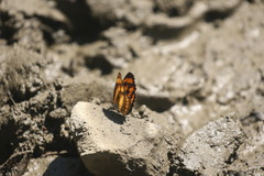 Symbrenthia lilaea