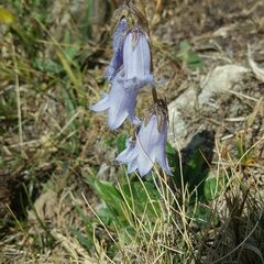 Campanula barbata