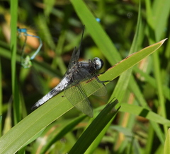 Libellula fulva