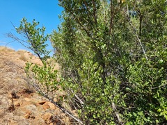 Psydrax obovata elliptica