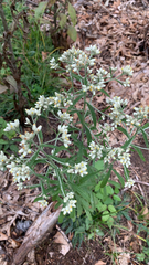 Pseudognaphalium obtusifolium