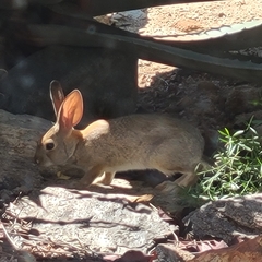 Sylvilagus audubonii
