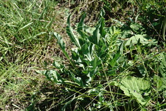 Takhtajaniantha crispa
