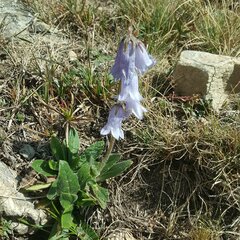 Campanula barbata