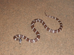 Lampropeltis californiae