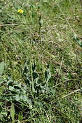 Takhtajaniantha crispa