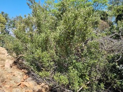 Psydrax obovata elliptica