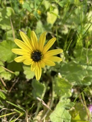 Arctotheca calendula