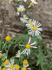 Boltonia asteroides