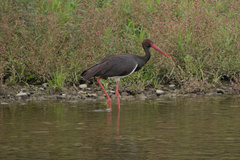 Ciconia nigra