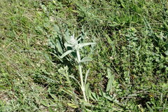 Stachys cretica