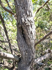 Psydrax obovata elliptica