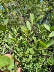 Psydrax obovata elliptica