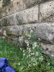 Boltonia asteroides