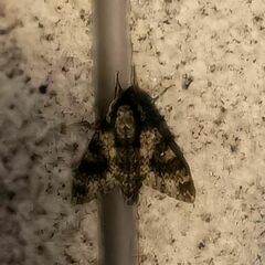 Dolbina tancrei