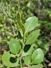 Psydrax obovata elliptica