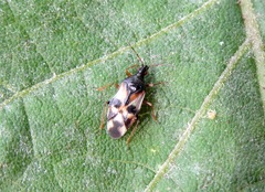 Anthocoris nemorum