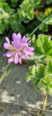 Pelargonium capitatum