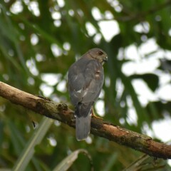 Accipiter badius