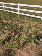 Cyclachaena xanthiifolia