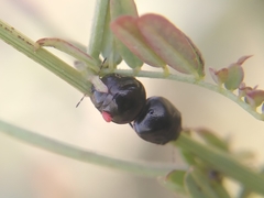 Coptosoma scutellatum