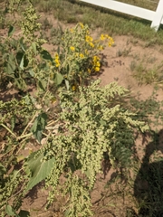 Cyclachaena xanthiifolia