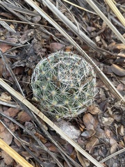 Mammillaria wrightii