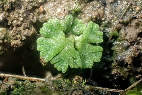 závrtok sivý (Riccia glauca)
