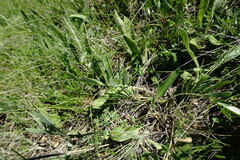 Centaurea scabiosa adpressa