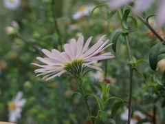 Symphyotrichum × salignum
