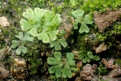 Riccia glauca