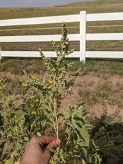 Cyclachaena xanthiifolia