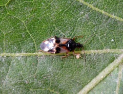 Anthocoris nemorum