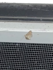 Anageshna primordialis