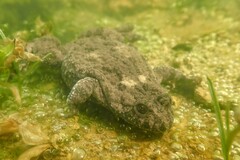 Bombina variegata